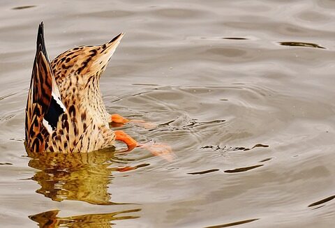 duck in the river near apartment in wilmington de